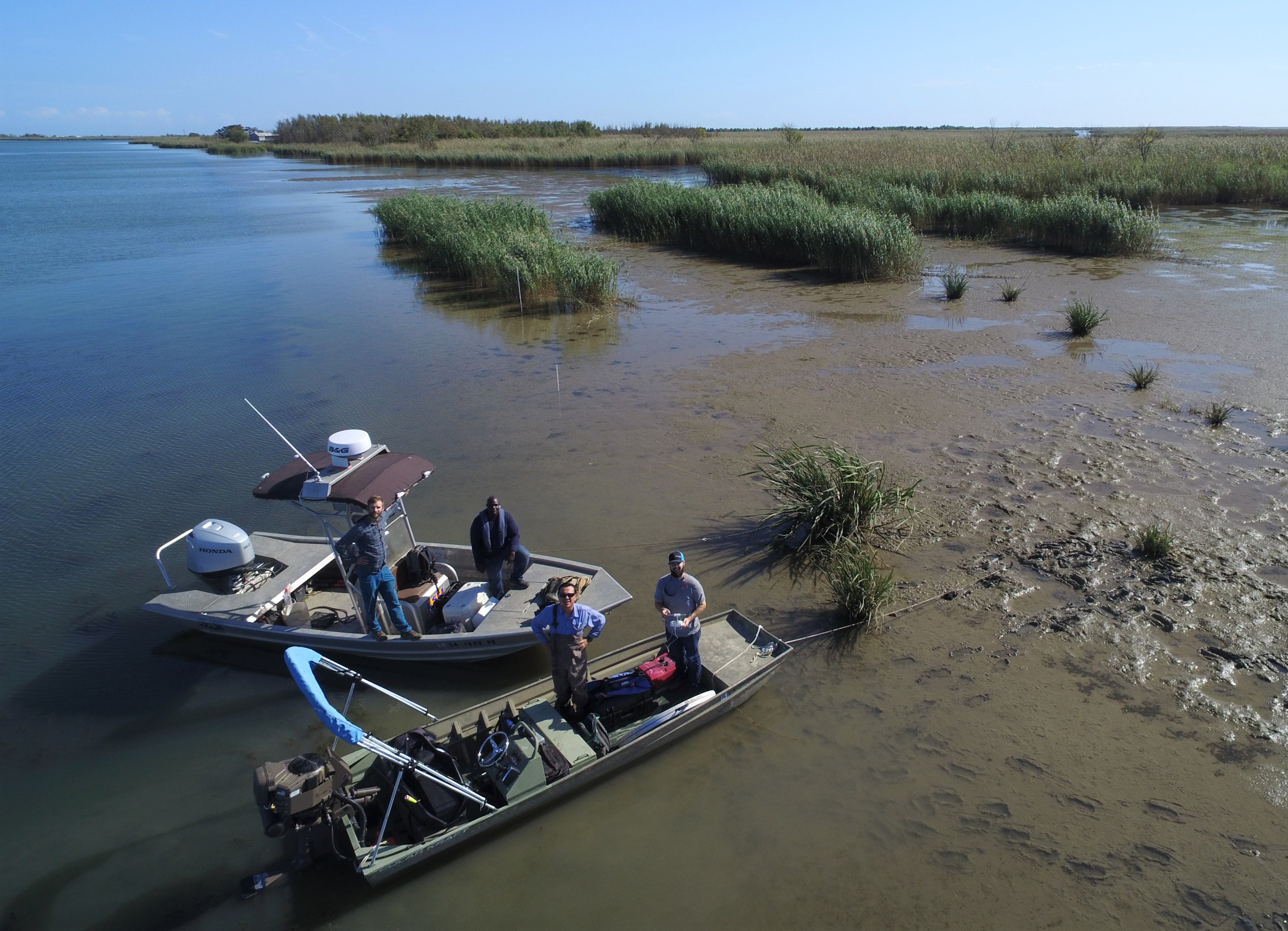 LSU AgCenter receives more than $1.6 million to study harmful roseau cane die-back 
